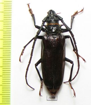 Prioninae,  Derobrachus Sp. ,  Panama