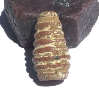 Rare Large Ancient Pre - Columbian Clay Bead 12mm X 21mm @