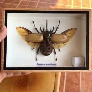 Real Beetle Eupatorus Gracilicornis Horned Exotic Insect Framed Box Taxidermy