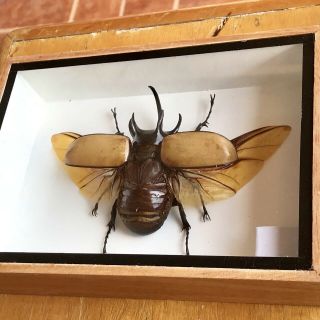 Real Beetle Eupatorus Gracilicornis Horned Exotic Insect Framed Box Taxidermy 2