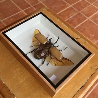 Real Beetle Eupatorus Gracilicornis Horned Exotic Insect Framed Box Taxidermy 3