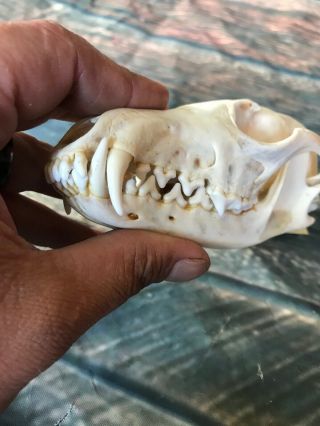 Real Red Fox Unique Animal Mount Halloween Skull Art Craft Mountain Man Canine