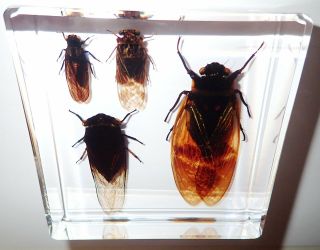 4 Cicada Set Grass & Golden & Red & Black Cicada Clear Education Insect Specimen