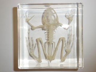 East Asian Bullfrog Skeleton In Clear Square Block Education Animal Specimen