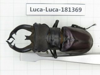 Beetle.  Lucanus Fryi.  China,  Tibet,  Motuo County.  1m.  181369.