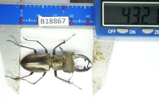 B18867 - Lucanus Pulchellus Ps.  Beetles – Insects Yen Bai Vietnam 43mm