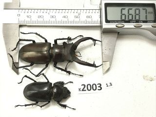 K2003 Unmounted Beetle Lucanus Dongi Rare Vietnam Central