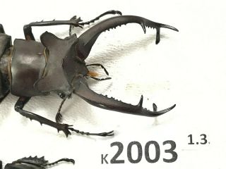 K2003 Unmounted beetle lucanus DONGI rare Vietnam CENTRAL 2