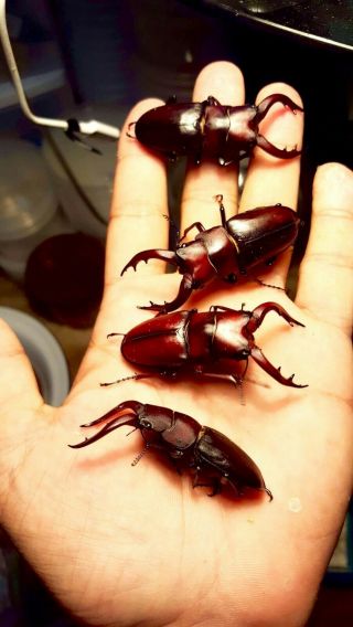 Stag beetle Spawning and Breeding substrate 1 Gallon pack - - - - God ' s Hobby 2