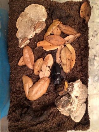 Stag beetle Spawning and Breeding substrate 1 Gallon pack - - - - God ' s Hobby 5