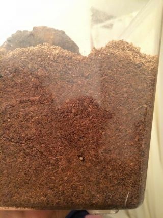 Stag beetle Spawning and Breeding substrate 1 Gallon pack - - - - God ' s Hobby 6