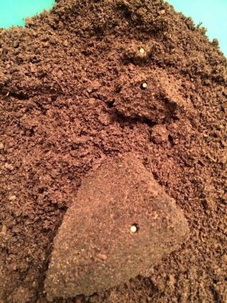 Stag beetle Spawning and Breeding substrate 1 Gallon pack - - - - God ' s Hobby 8