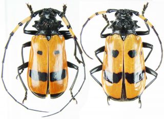 Insect - Cerambycidae Sternacanthus Sexmaculatus - Peru - Pair 25mm.