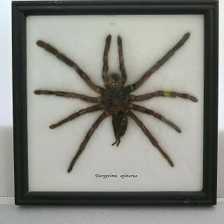Large Framed Tarantula Eurypeima Spincrus Spider Taxidermy