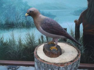 Hand Carved Hawk,  Spectacular Paint,  Eastern Shore Purchase,  10 ",  Initials