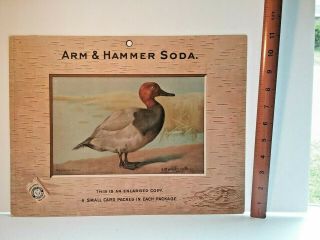 1904 Readhead Duck Rare Advertising Sign - Salesman Sample Trade Card - Signed