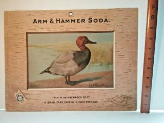 1904 Readhead Duck RARE ADVERTISING SIGN - Salesman Sample Trade Card - Signed 2