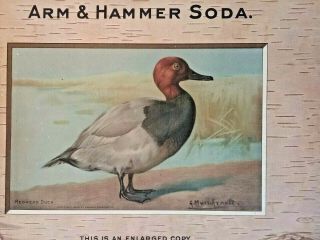 1904 Readhead Duck RARE ADVERTISING SIGN - Salesman Sample Trade Card - Signed 3