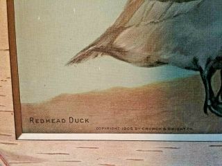 1904 Readhead Duck RARE ADVERTISING SIGN - Salesman Sample Trade Card - Signed 4