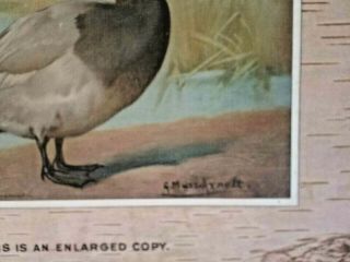 1904 Readhead Duck RARE ADVERTISING SIGN - Salesman Sample Trade Card - Signed 5