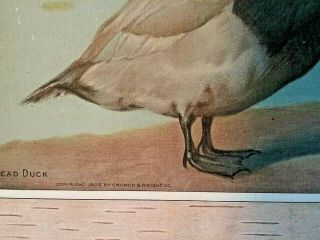 1904 Readhead Duck RARE ADVERTISING SIGN - Salesman Sample Trade Card - Signed 6