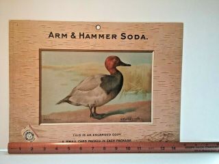 1904 Readhead Duck RARE ADVERTISING SIGN - Salesman Sample Trade Card - Signed 7