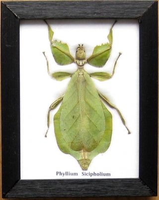 Real Beetle Walking Leaf Insect Display Phyllium Bug Taxidermy In Frame Gift