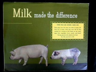 National Dairy Council " Milk Made The Difference " - 1957,  3 Cow Prints