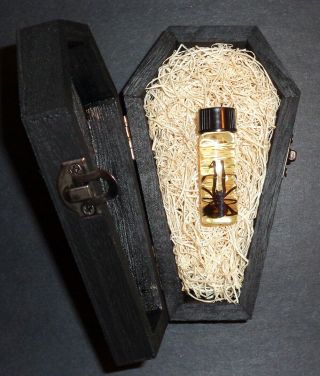 Real Female Black Widow Spider In Black Wooden Coffin Quiet Gothic Pet