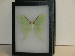 Real Framed Luna Moth (m) From North America 2