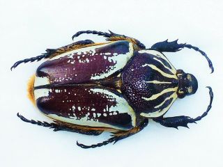 Goliathus Albovariegatus Female Huge Xxl Size 71mm,  Cameroon