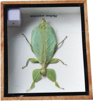 VERY RARE REAL WALKING LEAF PHYLLIUM INSECT TAXIDERMY IN WOODEN BOX 6X5X1 INCH 2