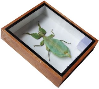 VERY RARE REAL WALKING LEAF PHYLLIUM INSECT TAXIDERMY IN WOODEN BOX 6X5X1 INCH 3