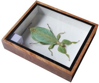 VERY RARE REAL WALKING LEAF PHYLLIUM INSECT TAXIDERMY IN WOODEN BOX 6X5X1 INCH 4