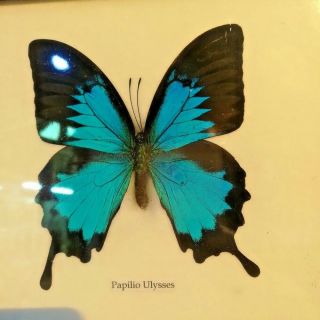 Butterfly Papilio Ulysses Taxidermy Insect Specimen Display Frame Gift