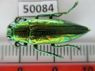 50084 Buprestidae,  Chrysochroa Sp?.  Vietnam South