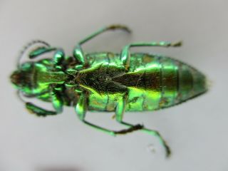 50084 Buprestidae,  Chrysochroa sp?.  Vietnam South 2