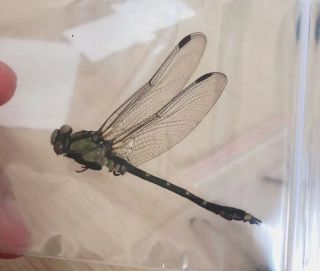 Odonata Nihonogomphus Sp From Zhejiang China No.  4001 Color Kept