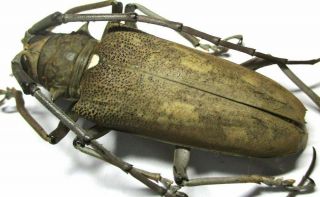 F001 Cerambycidae: Batocera Numitor Palawanicola Female 48.  5mm