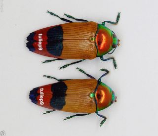 Beetle Buprestidae - Jewel Beetle - Metaxymorpha Nigrofasciata (pair) - Indonesia