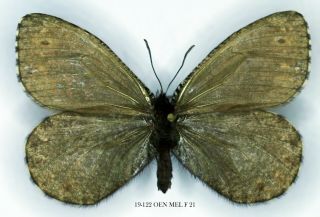 Insect Butterfly Moth Nymphalidae Oeneis Melissa - Rare Female 122 Oen Mel F 21