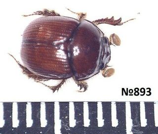 Coleoptera Bolboceratinae Sp.  Thailand 6.  5mm