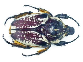 Goliathus Albovariegatus Female Huge Xxl Size 70mm,  Cameroon