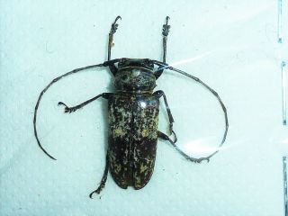 Very Rare Cerambycidae Prosopocera Hintzi Female Huge Cameroon