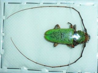 Very Rare Cerambycidae Prosopocera Bicolor Male Huge Cameroon