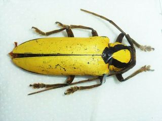 Very Rare Cerambycidae Prosopocera Lucia Male Huge Cameroon
