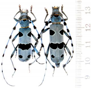 Insect.  Cerambycidae.  Rosalia Alpina