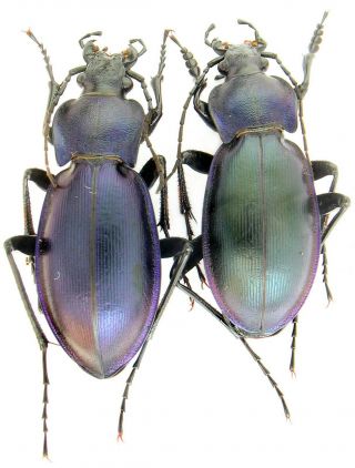 Insect.  Carabidae.  Carabus (morphocarabus) Zawadzkii Zawadzkii,