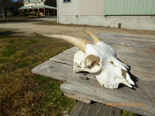Small Nanny Goat Skull With Horns Taxidermy Hunting Gothic Bone Crafts