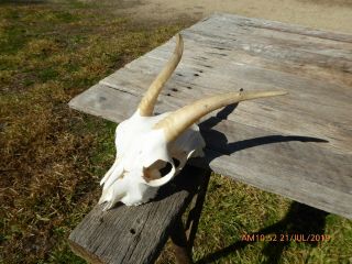 Small NANNY GOAT SKULL with horns taxidermy hunting gothic bone crafts 2